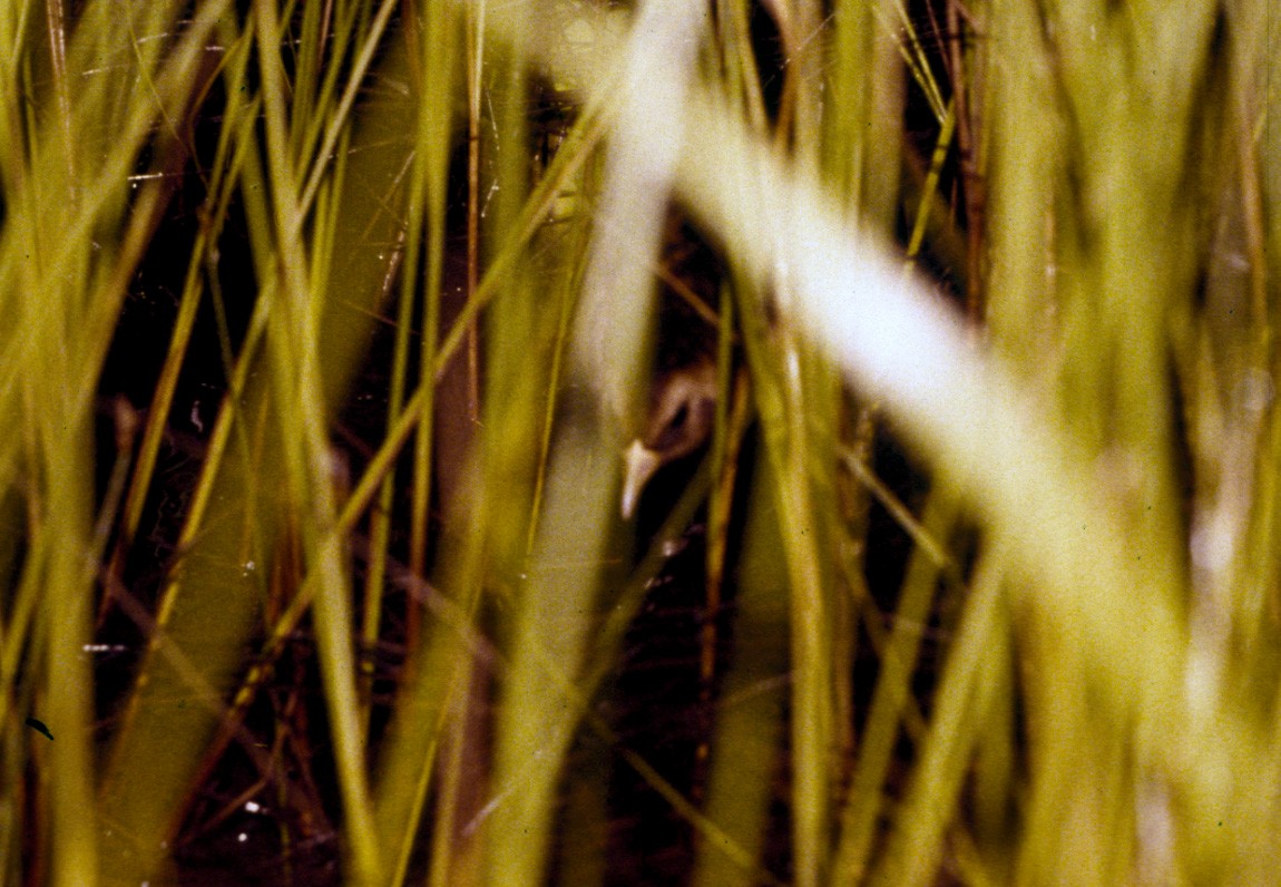 Жёлтая курочка-малютка (noveboracensis) - ML66699131