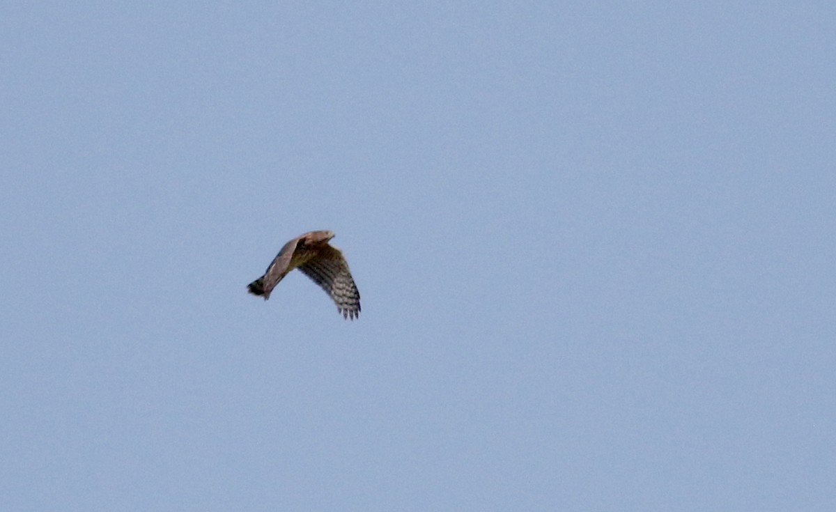 Cooper's Hawk - ML66699181