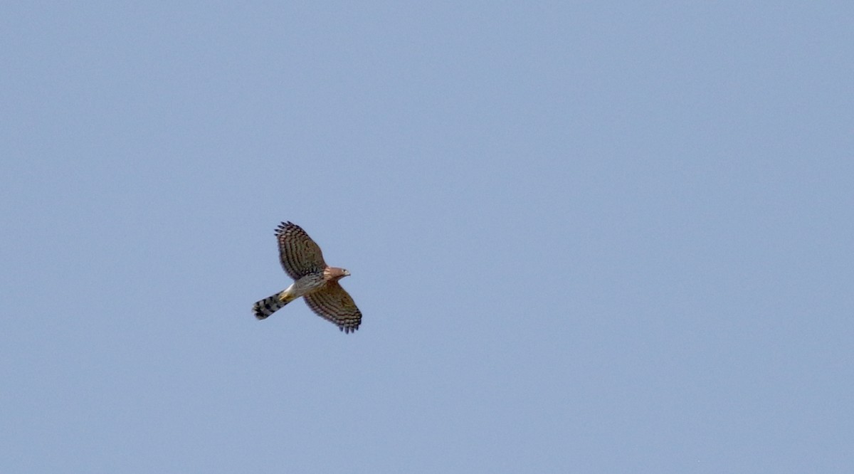 Cooper's Hawk - ML66699221