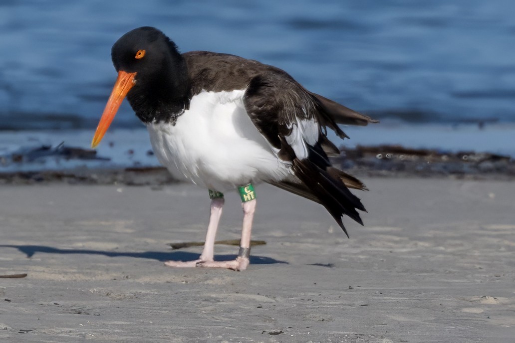 eBird Checklist - 16 Oct 2026 - Fish Haul Beach Park - 23 species