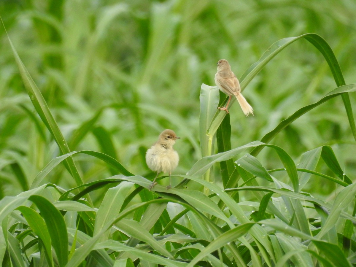 Plain Prinia - ML66699621