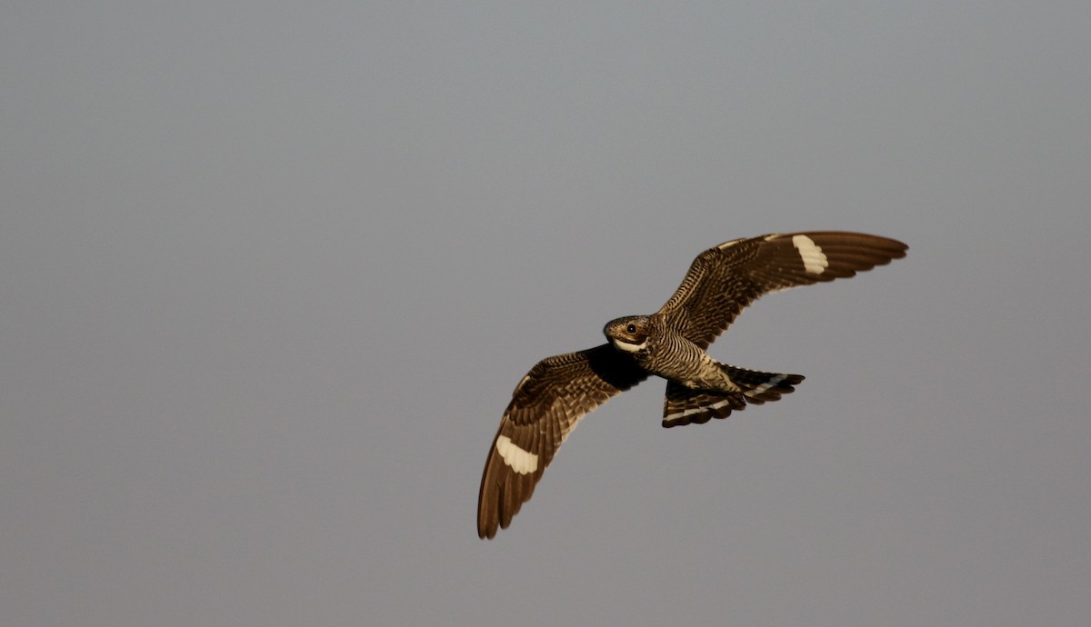 Common Nighthawk - ML66701881