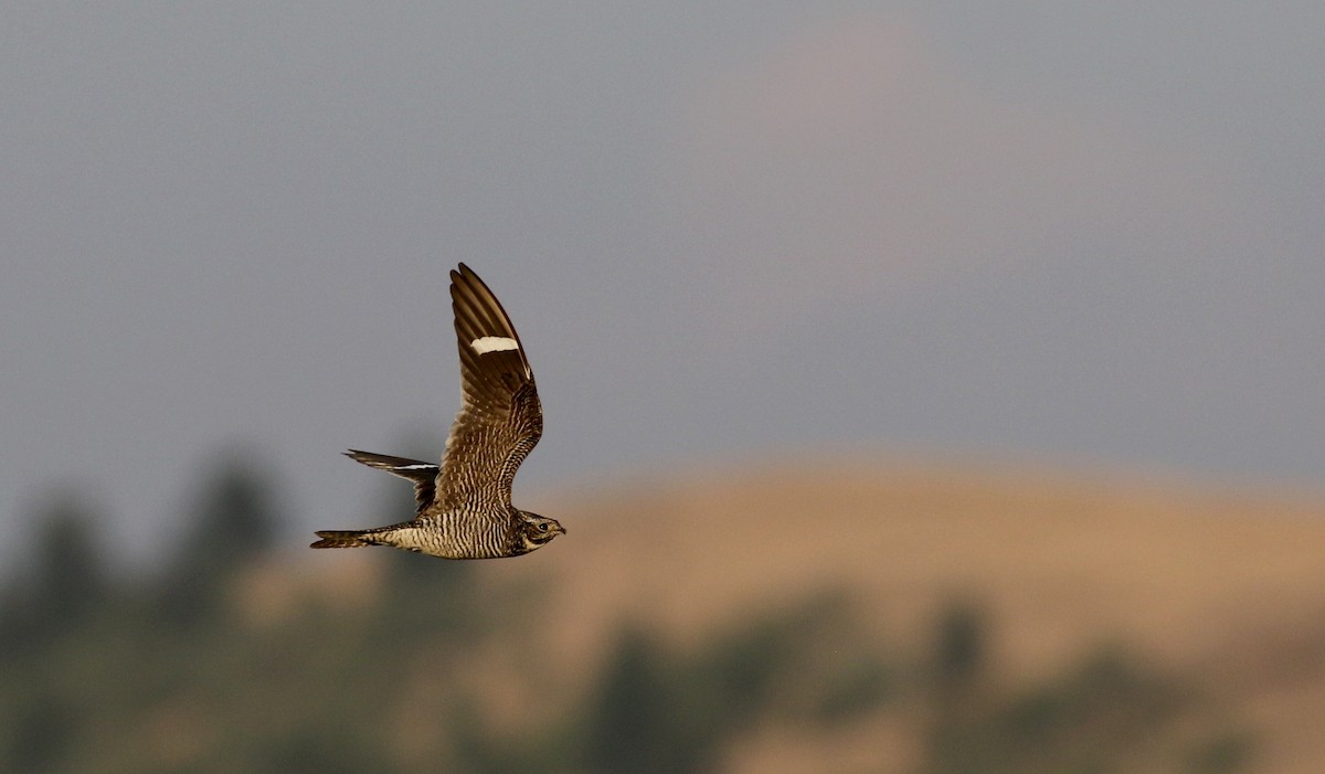 Common Nighthawk - Jay McGowan