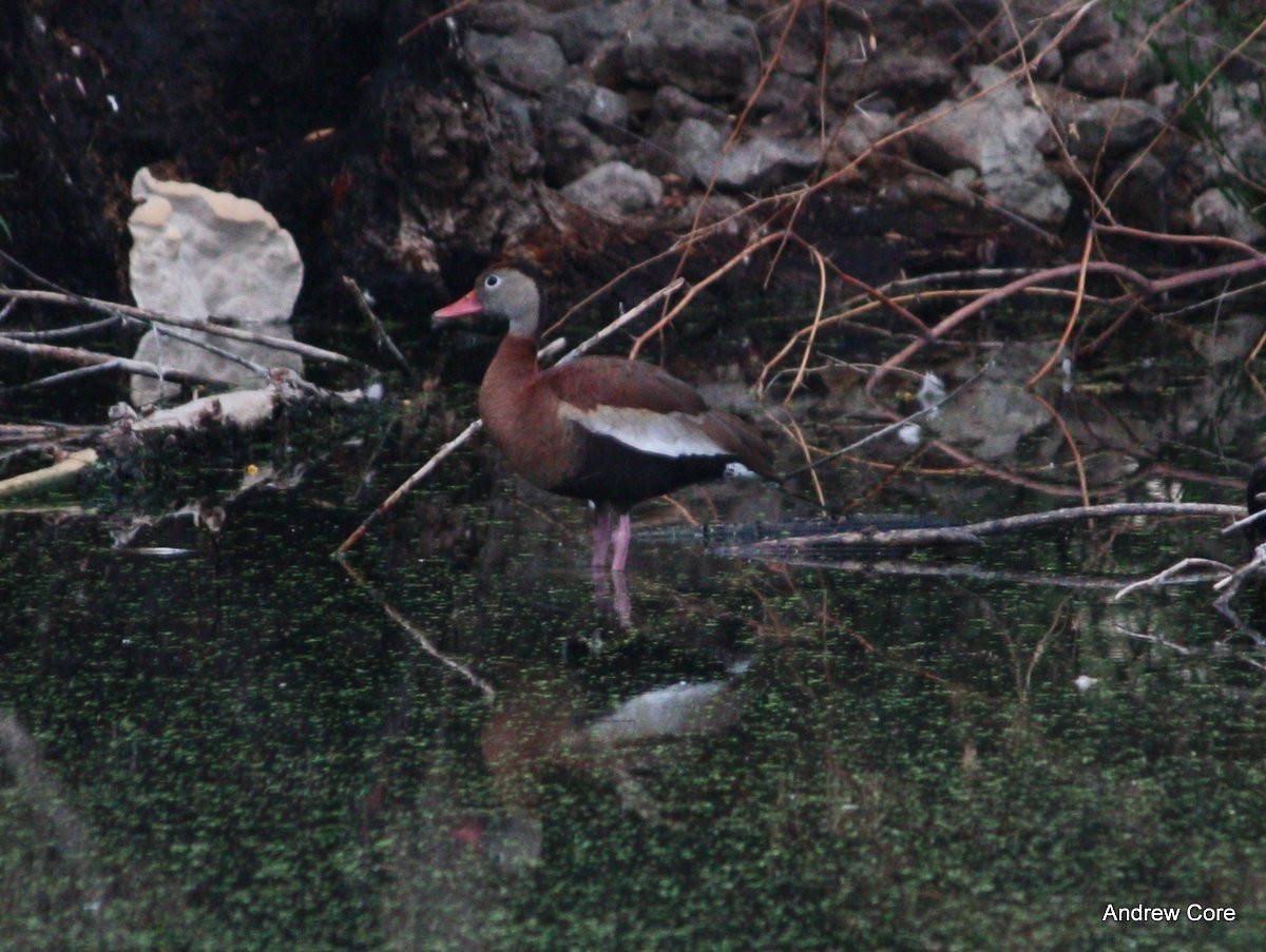 Dendrocygne à ventre noir - ML66703371