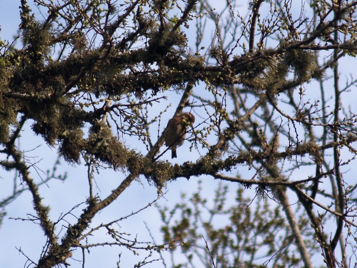 Purple Finch - Jeff Sexton