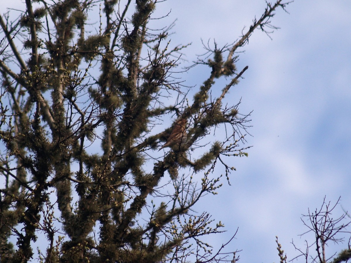 Purple Finch - Jeff Sexton