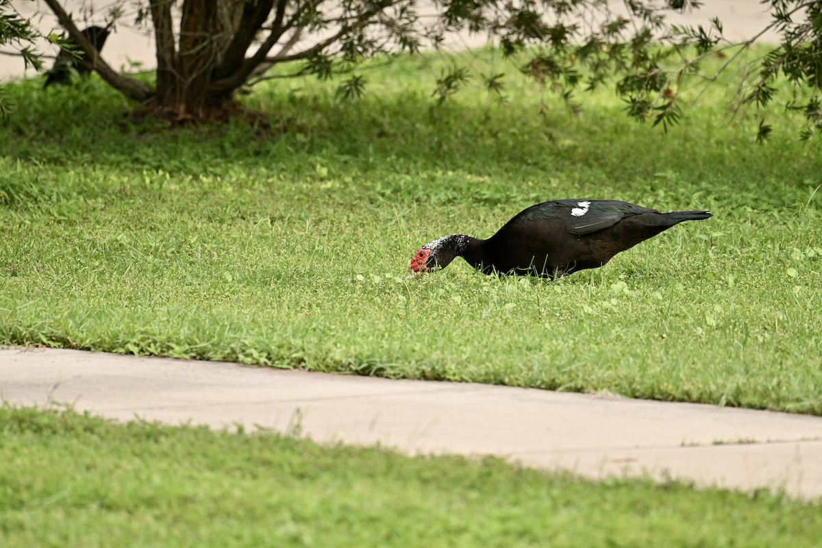 eBird Checklist - 16 Oct 2026 - Carrollwood Village Park - 34 species