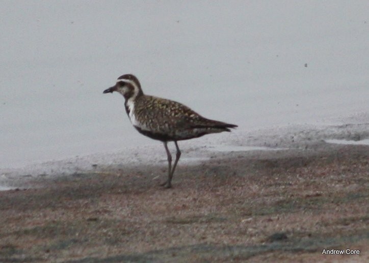 Pacific Golden-Plover - ML66703561