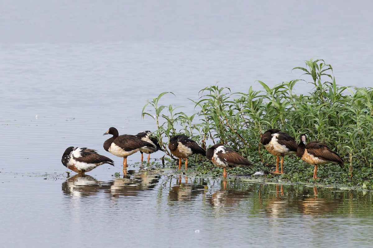 eBird Checklist - 16 Oct 2026 - St Lawrence Wetlands - 50 species