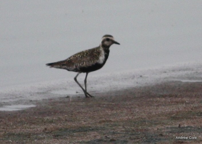 Chorlito Dorado Siberiano - ML66703571