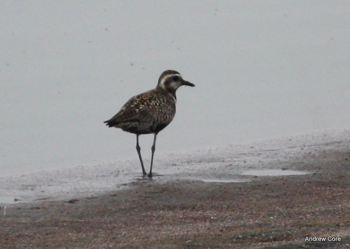 Pacific Golden-Plover - ML66703581