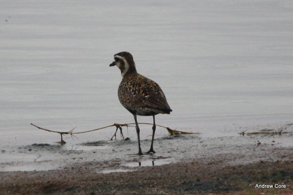 Pacific Golden-Plover - ML66703601