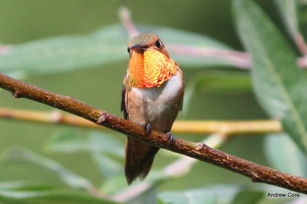 Rufous Hummingbird - Andrew Core