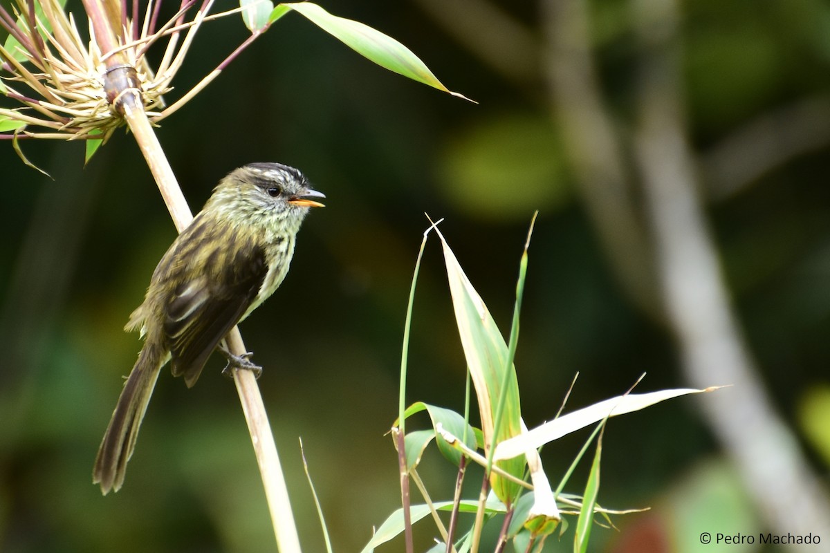 Agile Tit-Tyrant - Paul Molina A