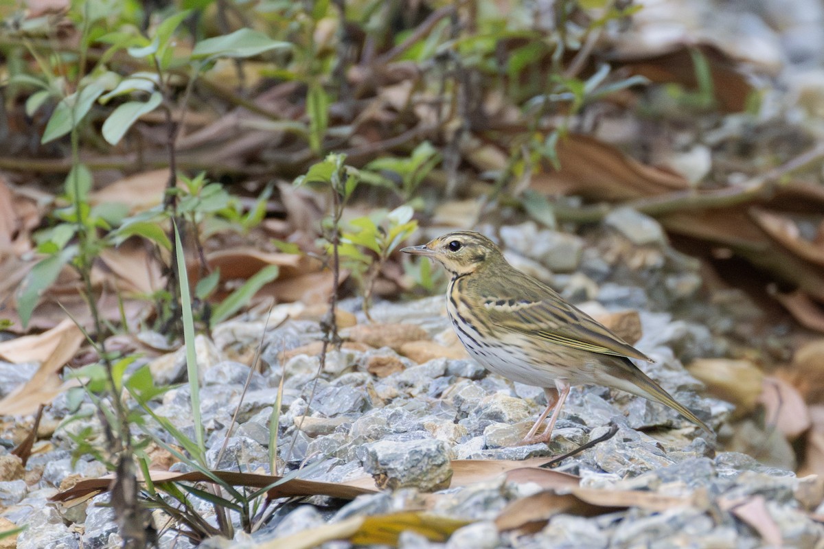 ML667044138 - Olive-backed Pipit - Macaulay Library