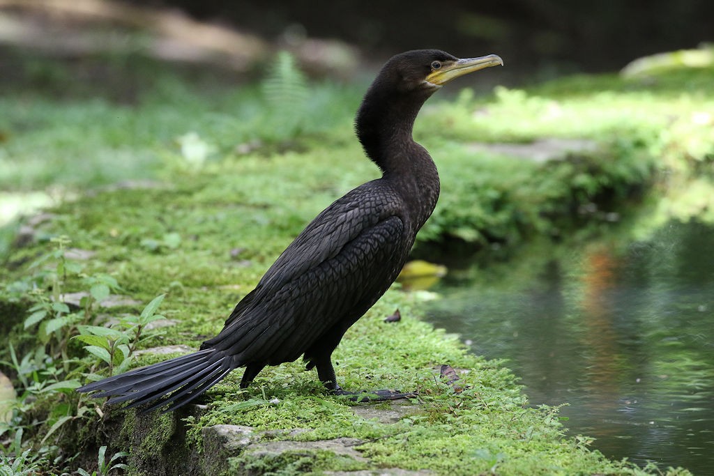 Neotropic Cormorant - ML66705511