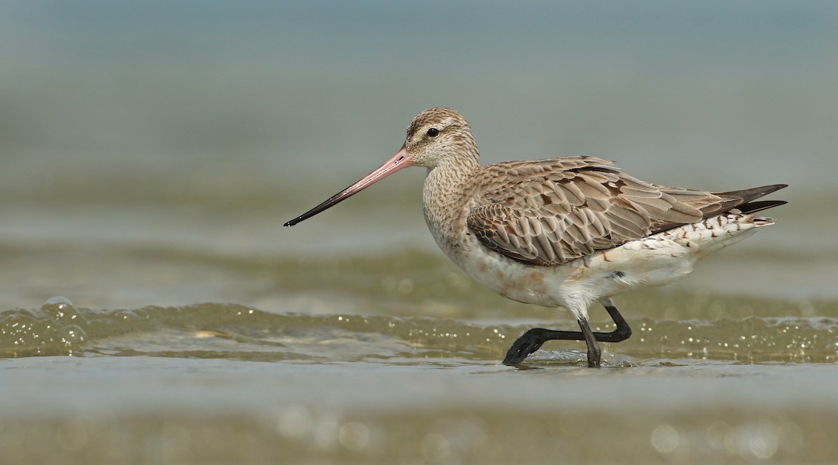 Bar-tailed Godwit - ML66705851