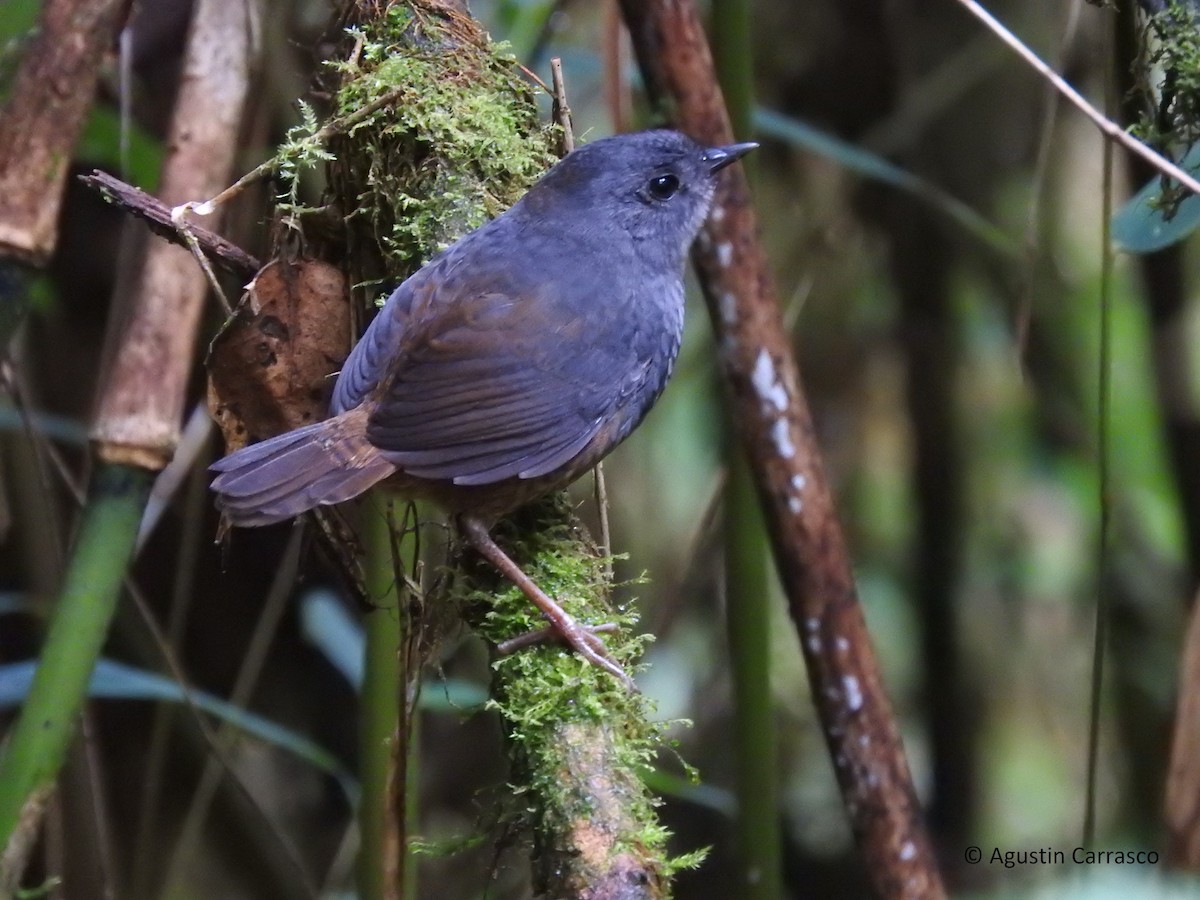 Chusquea Tapaculo - Paul Molina A