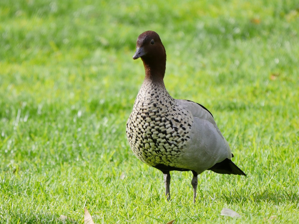 Maned Duck - ML66706001