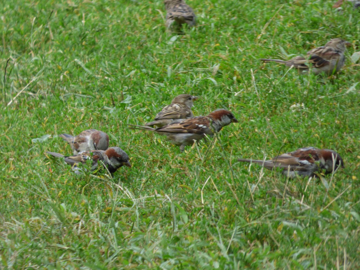 House Sparrow - ML66707581