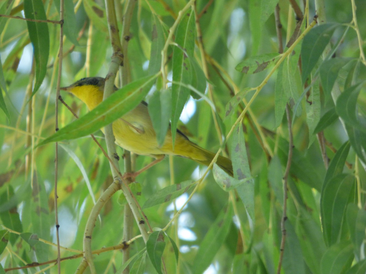 Common Yellowthroat - ML66708001