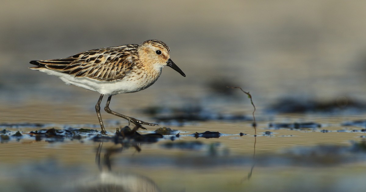 Little Stint - ML66708071