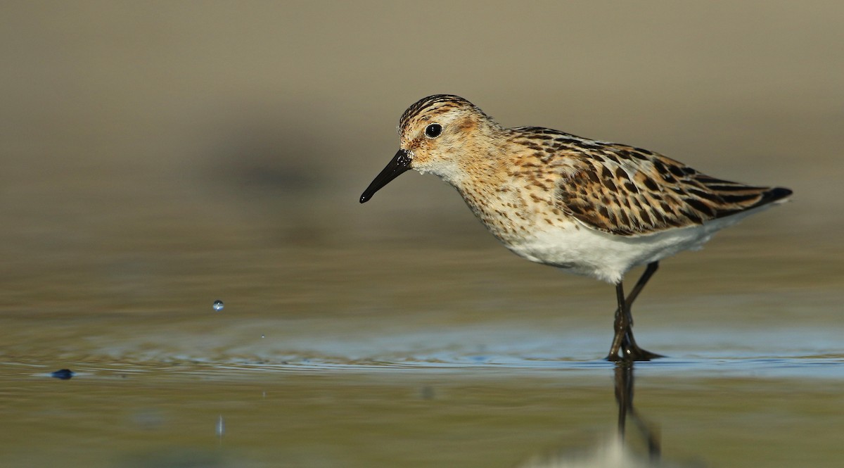 Little Stint - ML66708081