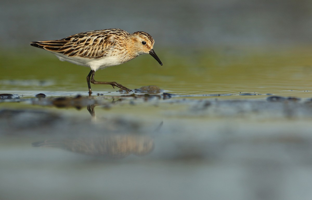 Little Stint - ML66708111