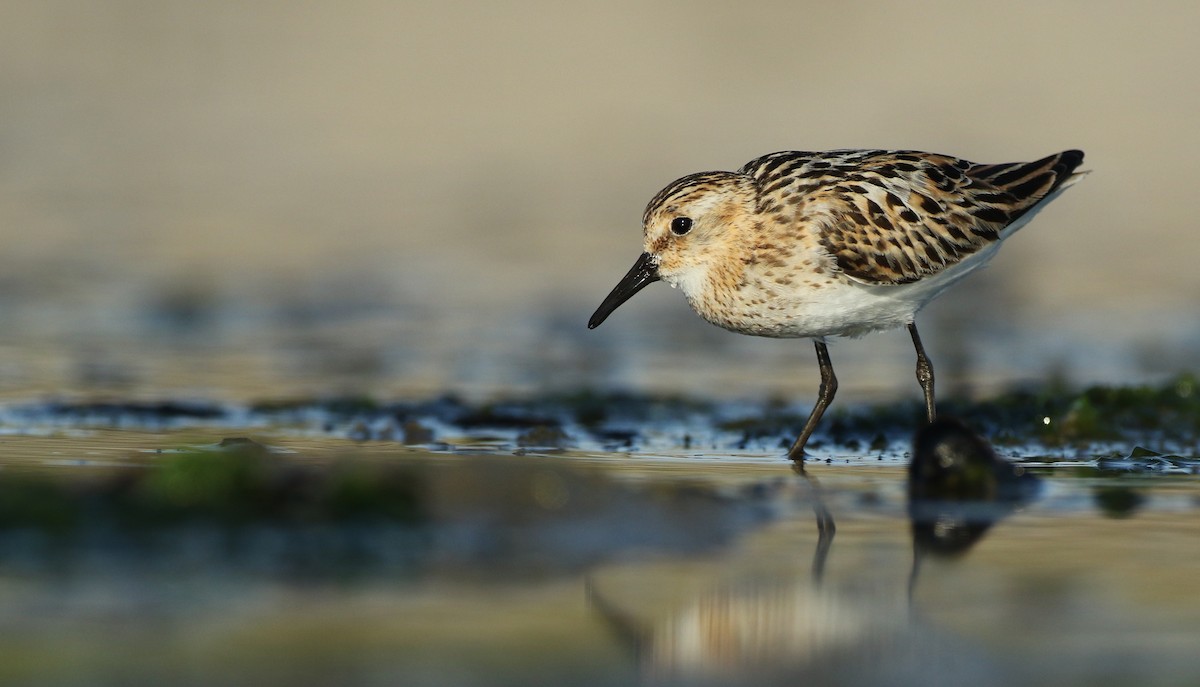 Little Stint - ML66708151