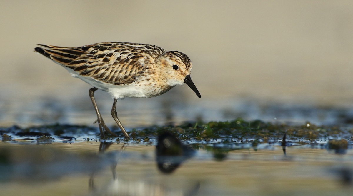 Little Stint - ML66708171