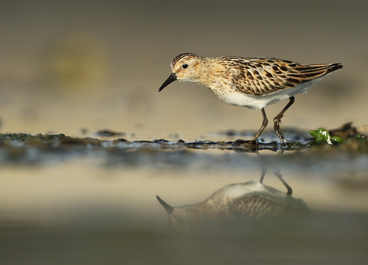 Little Stint - ML66708181