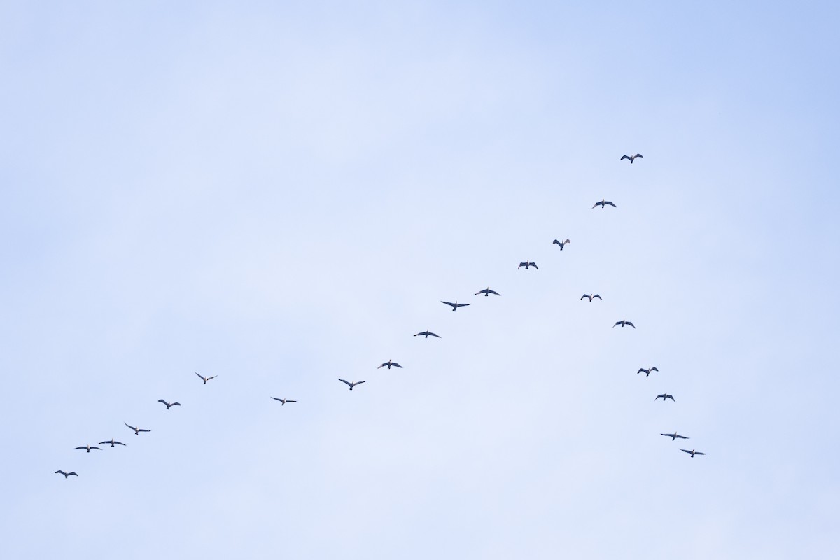 eBird Checklist - 17 Oct 2026 - Round Top Park - 14 species