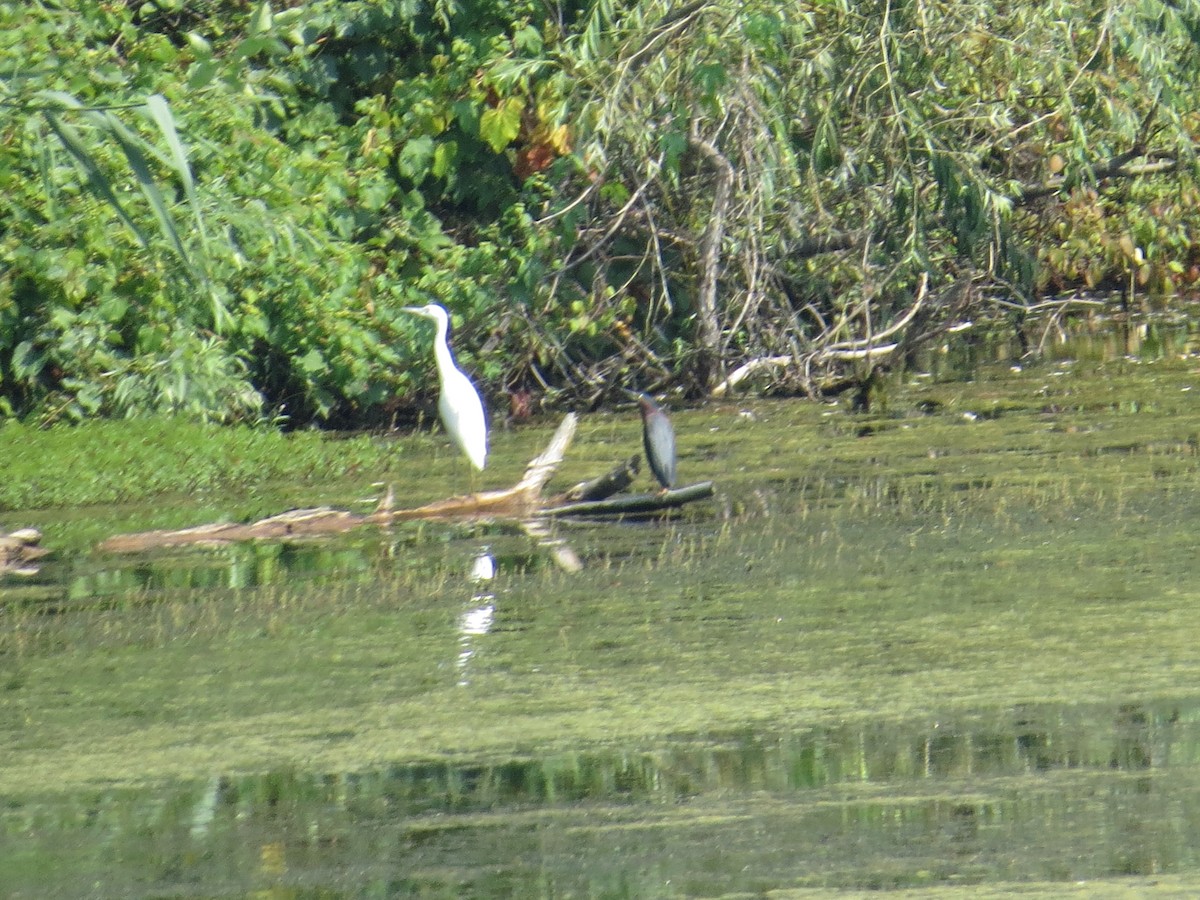 Little Blue Heron - ML66708761