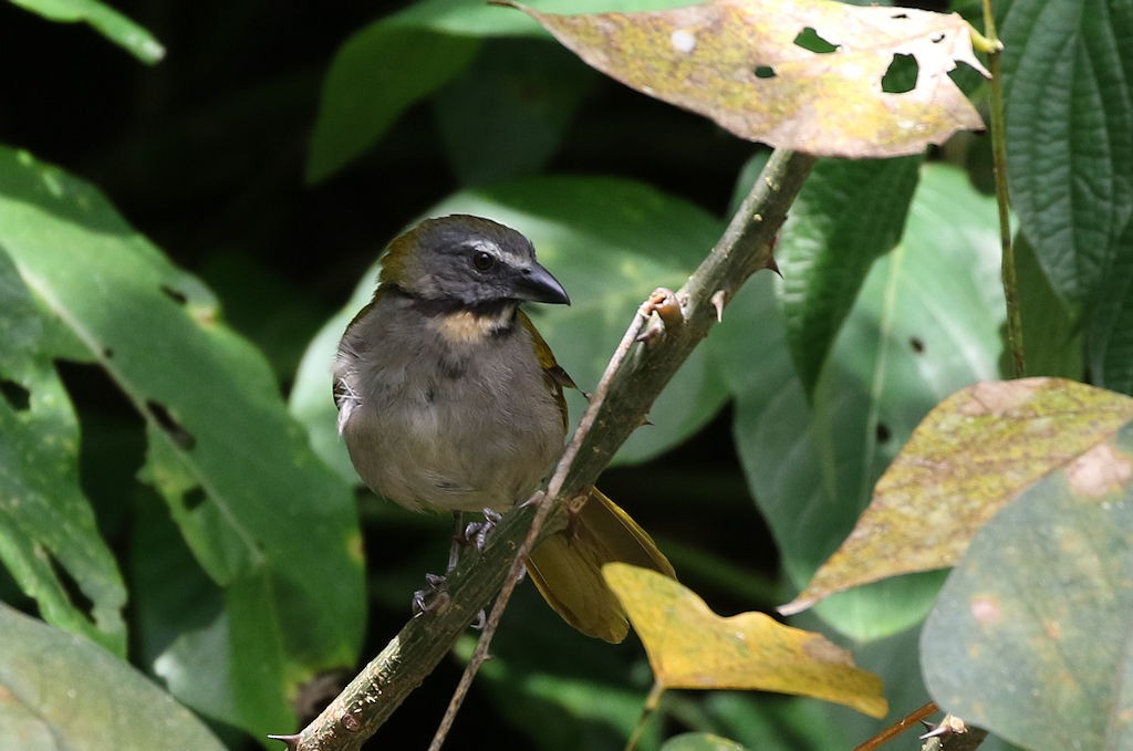 Buff-throated Saltator - William Hull