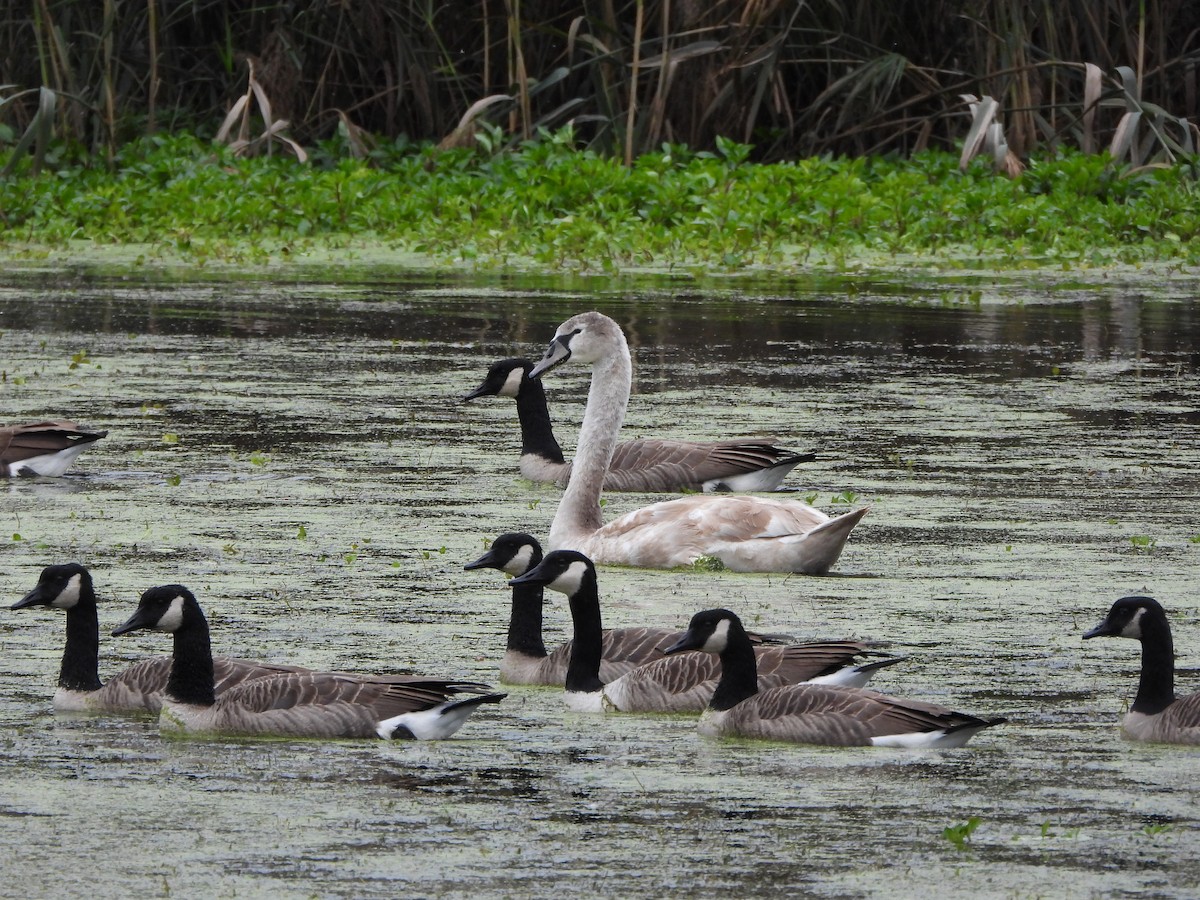 eBird Checklist - 17 Oct 2026 - 1000 S Pennsylvania Ave, Morrisville US ...