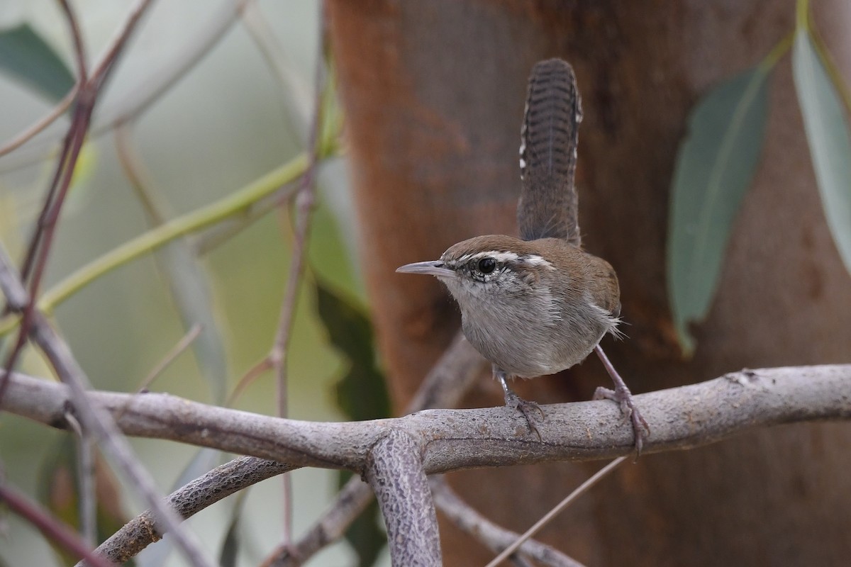 ML667096109 - Bewick's Wren - Macaulay Library