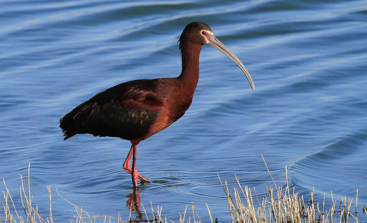 White-faced Ibis - Patrick MONNEY