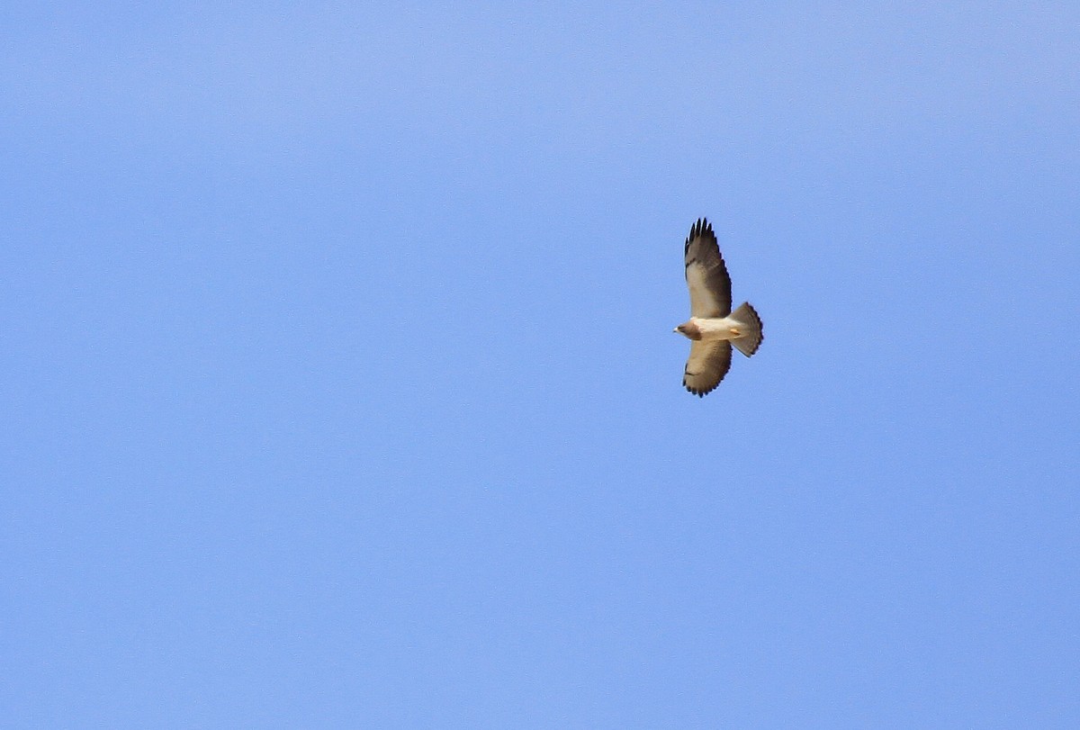 Swainson's Hawk - ML66710001