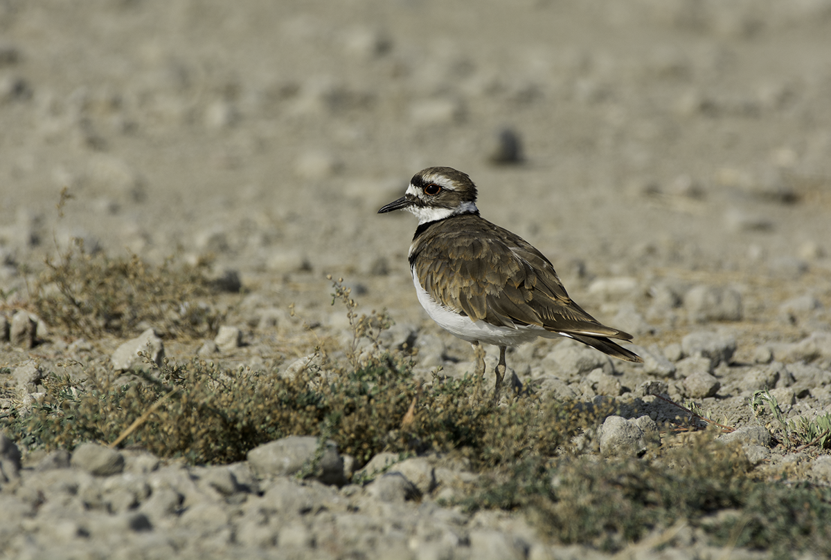 Killdeer - ML66710601