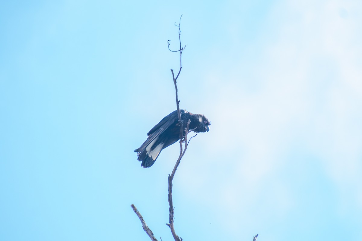 eBird Checklist - 20 Sep 2026 - Dryandra - 5 species