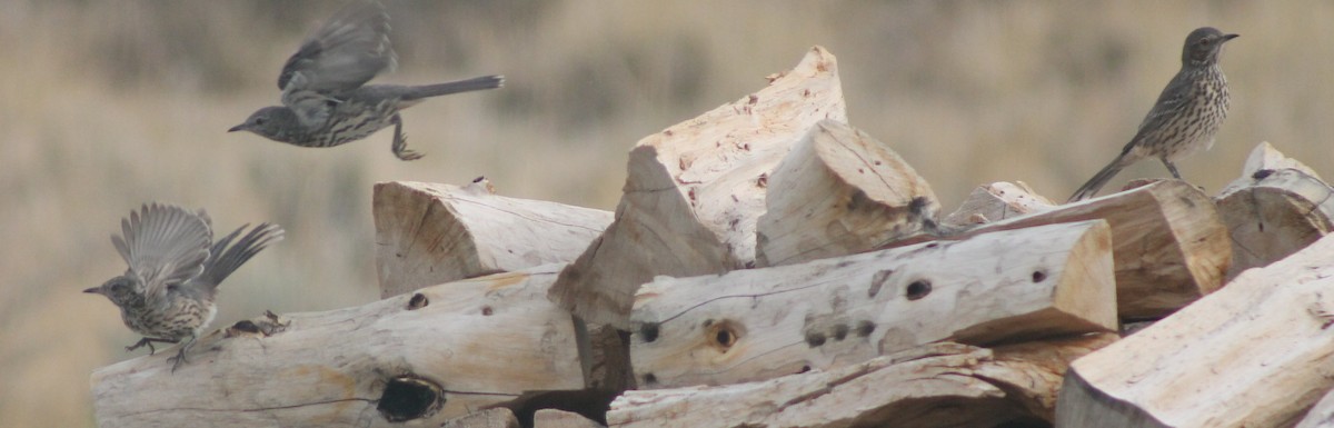 Sage Thrasher - Stacy Holt