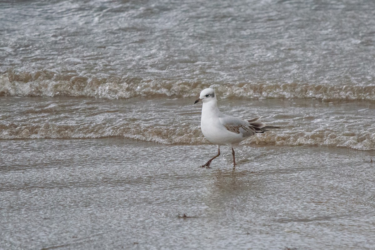 eBird Checklist - 17 Oct 2026 - Gozón--Luanco - 7 species