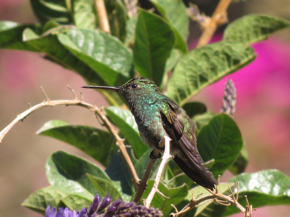 Blue-tailed Hummingbird - ML66712631