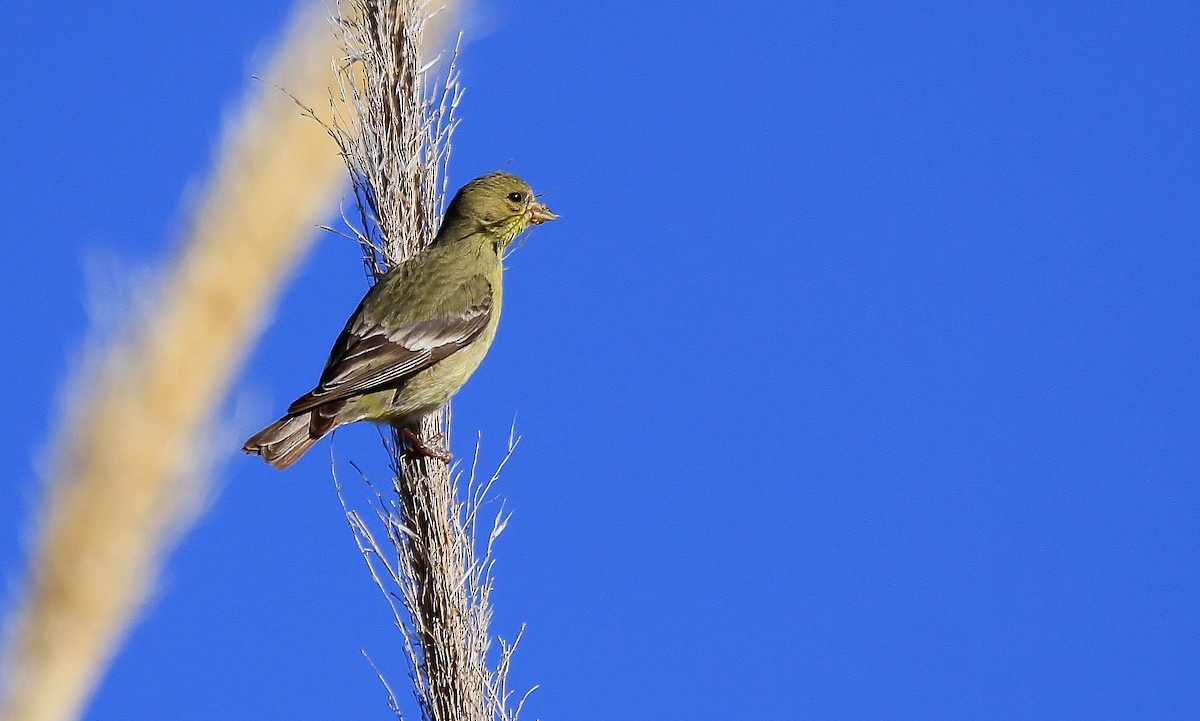 Lesser Goldfinch - Patrick MONNEY