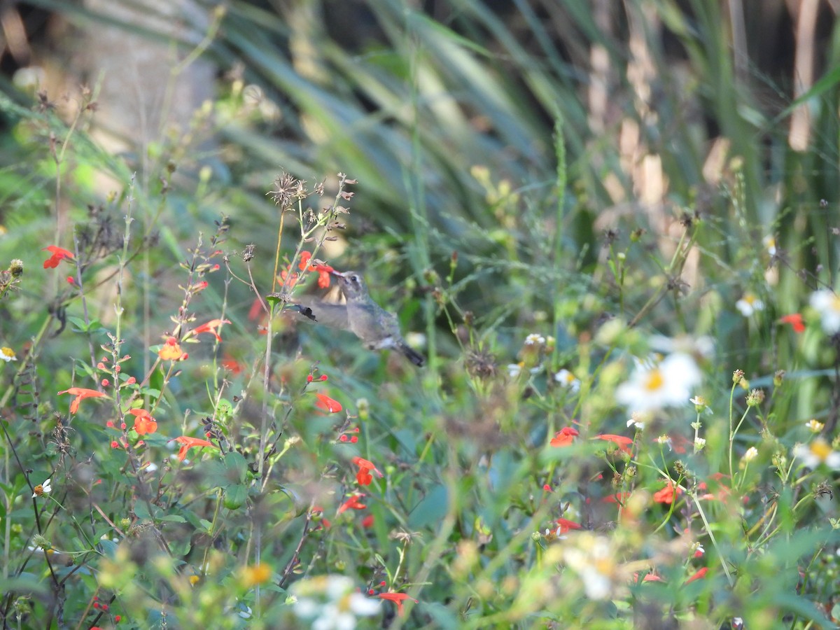 eBird Checklist - 18 Oct 2026 - Lake Apopka North Shore--Lust Rd. Gate ...