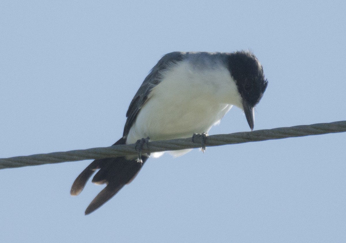 Fork-tailed Flycatcher - ML66714951