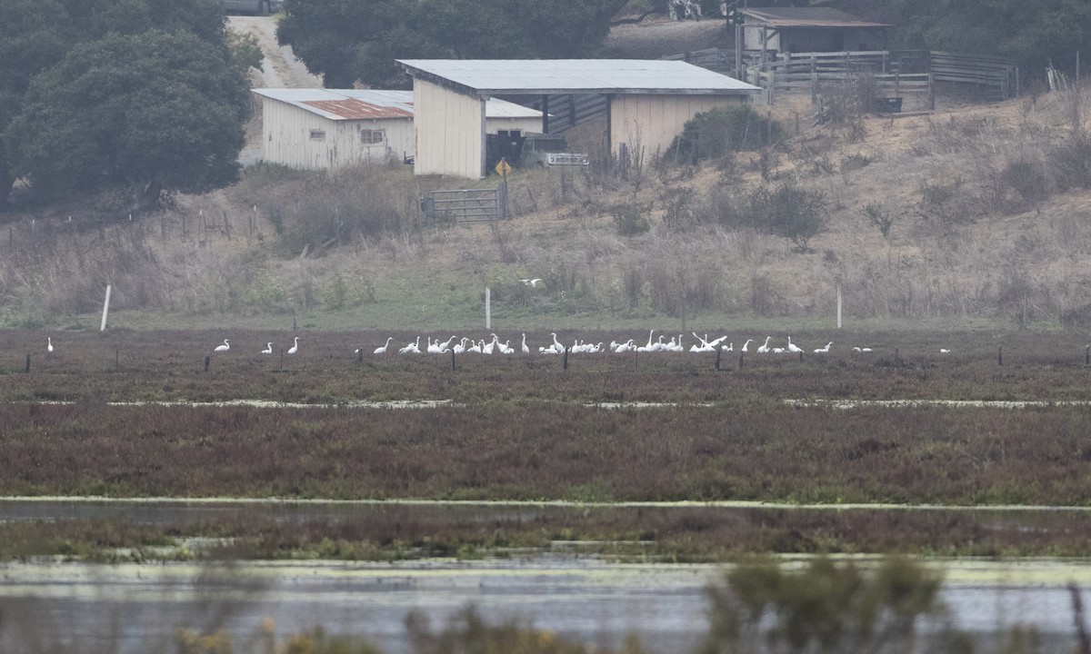 Great Egret - ML66716551