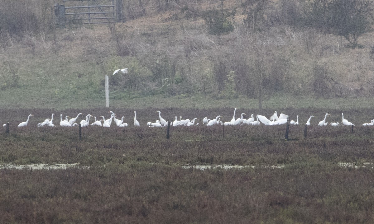 Great Egret - ML66716561