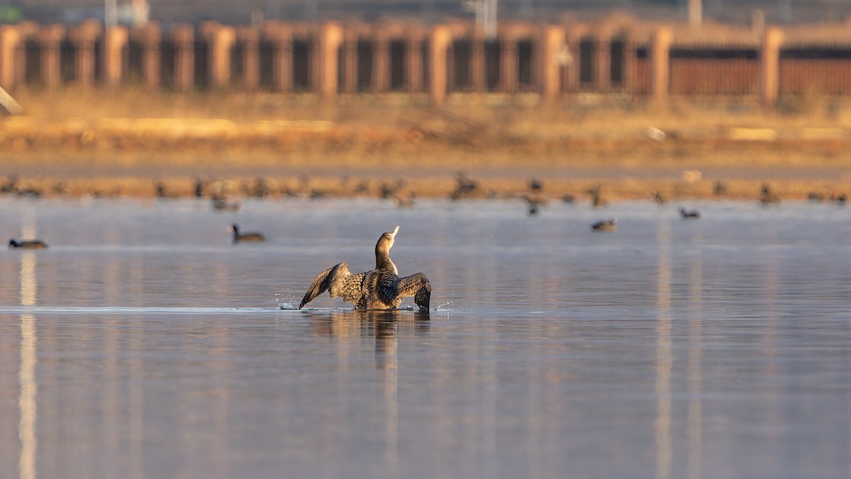 ML667166899 - Yellow-billed Loon - Macaulay Library