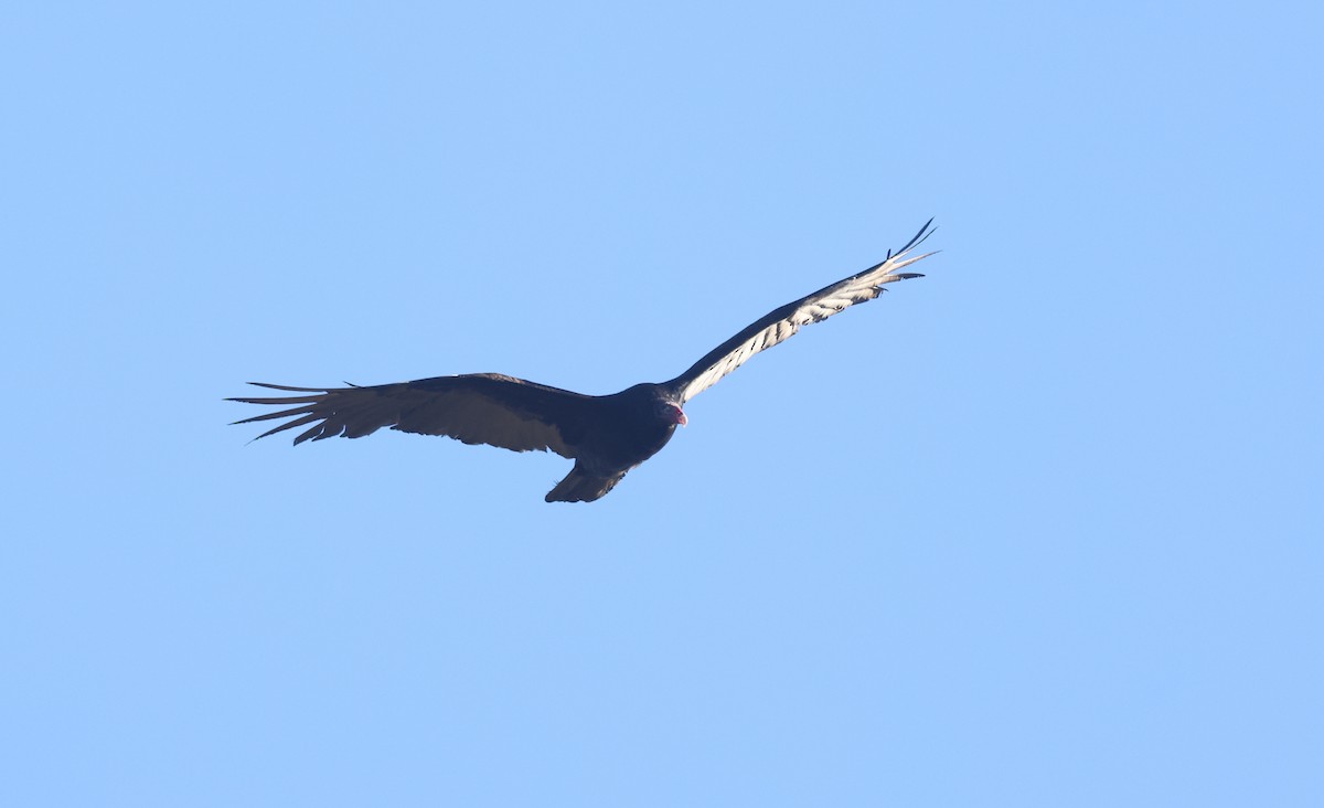eBird Checklist - 17 Oct 2026 - State Game Lands 239 - 26 species (+1 ...